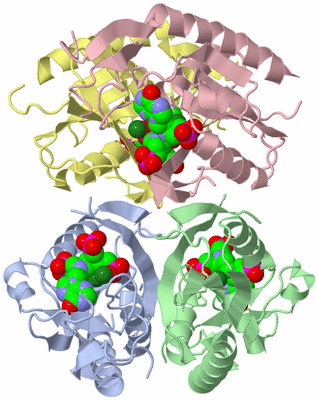 Image Biological Unit 1