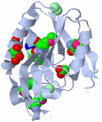 Image Biological Unit 1