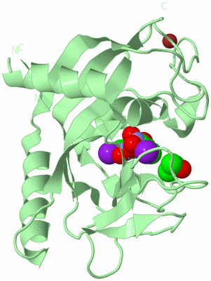 Image Biological Unit 2