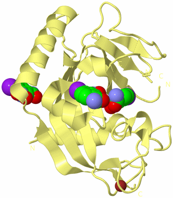 Image Biological Unit 4