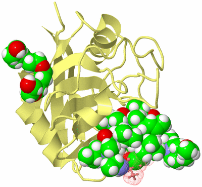 Image Biological Unit 4