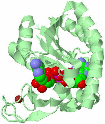 Image Biological Unit 2