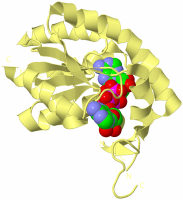 Image Biological Unit 4