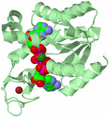 Image Biological Unit 2