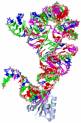 Image Biological Unit 1