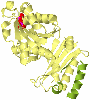 Image Biological Unit 4