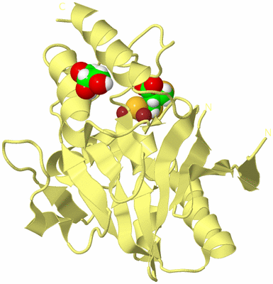 Image Biological Unit 4