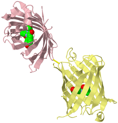 Image Biological Unit 2