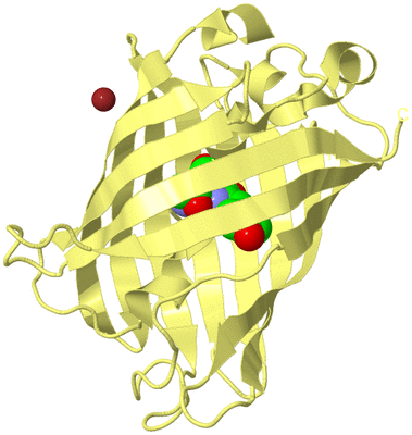 Image Biological Unit 4