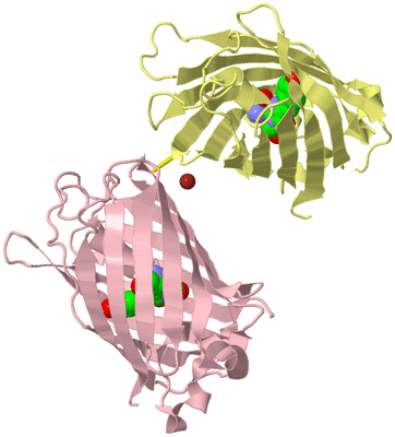 Image Biological Unit 2