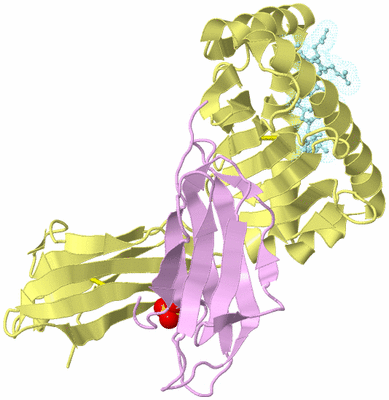 Image Biological Unit 2