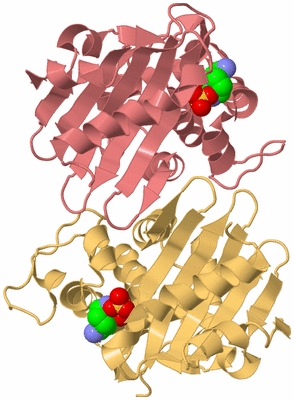 Image Biological Unit 4