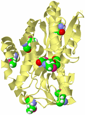 Image Biological Unit 4