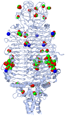 Image Biological Unit 1