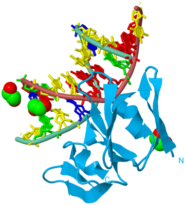 Image Biological Unit 4