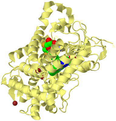 Image Biological Unit 4