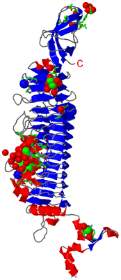 Image Asym. Unit - sites