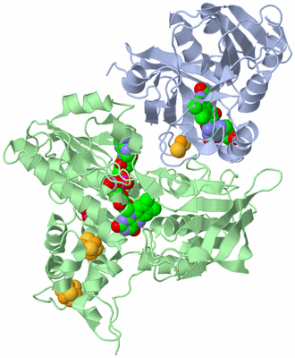 Image Biological Unit 1