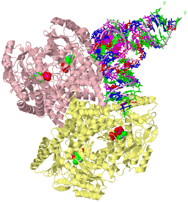 Image Biological Unit 2