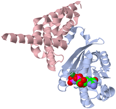 Image Biological Unit 1