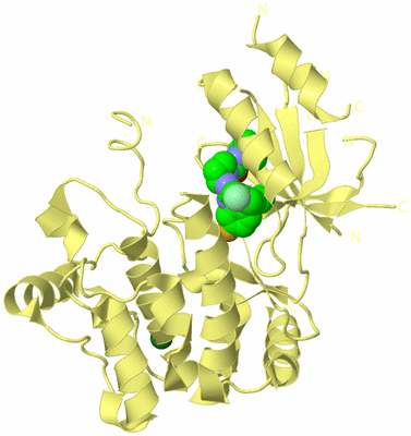 Image Biological Unit 4