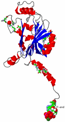 Image Asym. Unit - sites