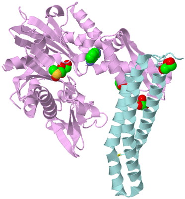 Image Biological Unit 2