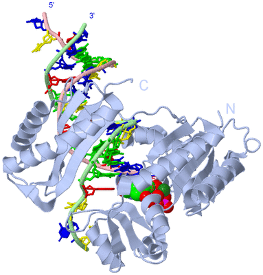 Image Biological Unit 2