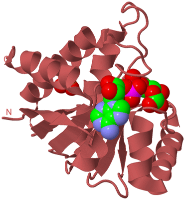 Image Biological Unit 12