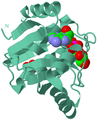 Image Biological Unit 13