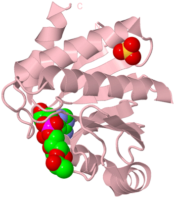 Image Biological Unit 4