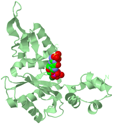 Image Biological Unit 2