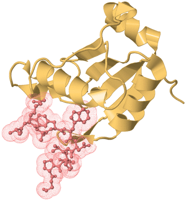 Image Biological Unit 4