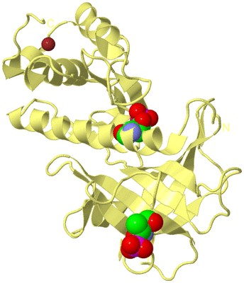 Image Biological Unit 4