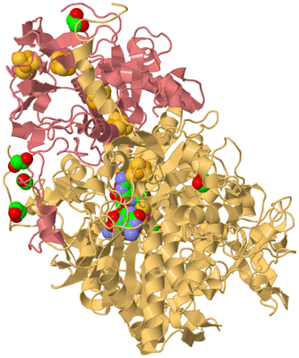 Image Biological Unit 4