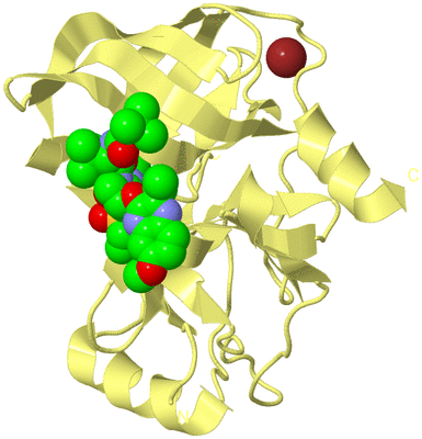 Image Biological Unit 4