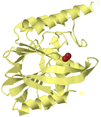 Image Biological Unit 4