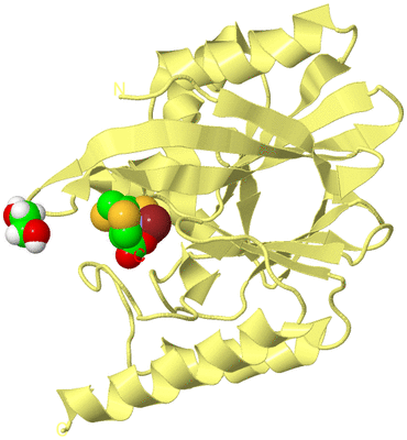 Image Biological Unit 4