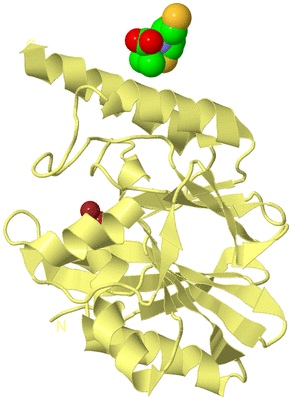 Image Biological Unit 4