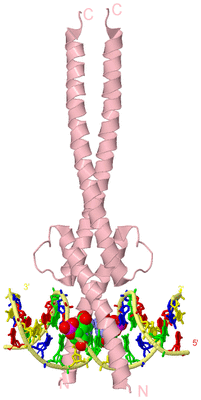 Image Biological Unit 2