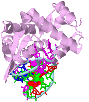 Image Biological Unit 3