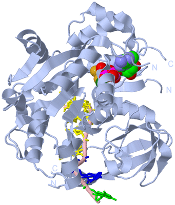 Image Biological Unit 1