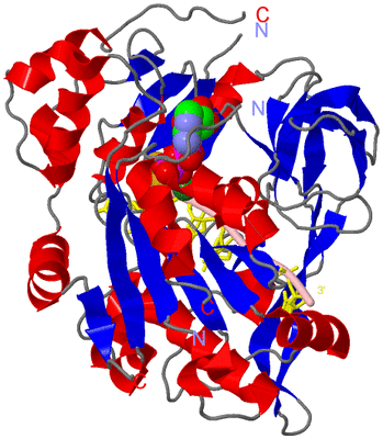 Image Asym./Biol. Unit