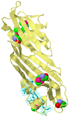 Image Biological Unit 5