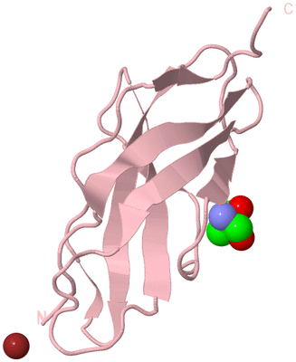 Image Biological Unit 3