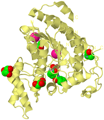 Image Biological Unit 4