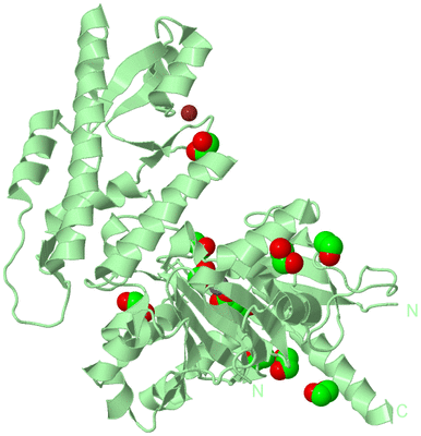 Image Biological Unit 2