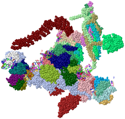 Image Asym./Biol. Unit