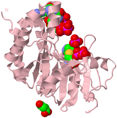 Image Biological Unit 3