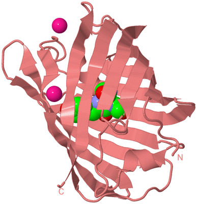 Image Biological Unit 8